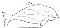 disegni_da_colorare_animali/animali_acquatici/orca.JPG